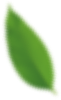 Leaf 1