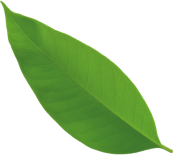 Leaf 2